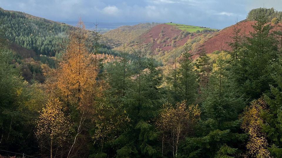 A view of Dartmoor woodland showing a variety of tree species and colours. 