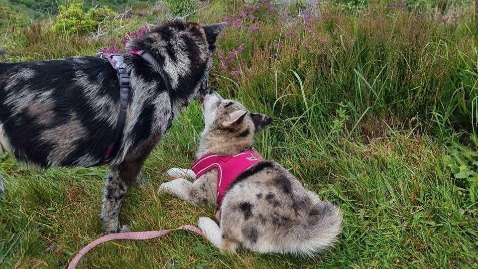 Bijoux and Saphir dogs that are touching noses on the grass