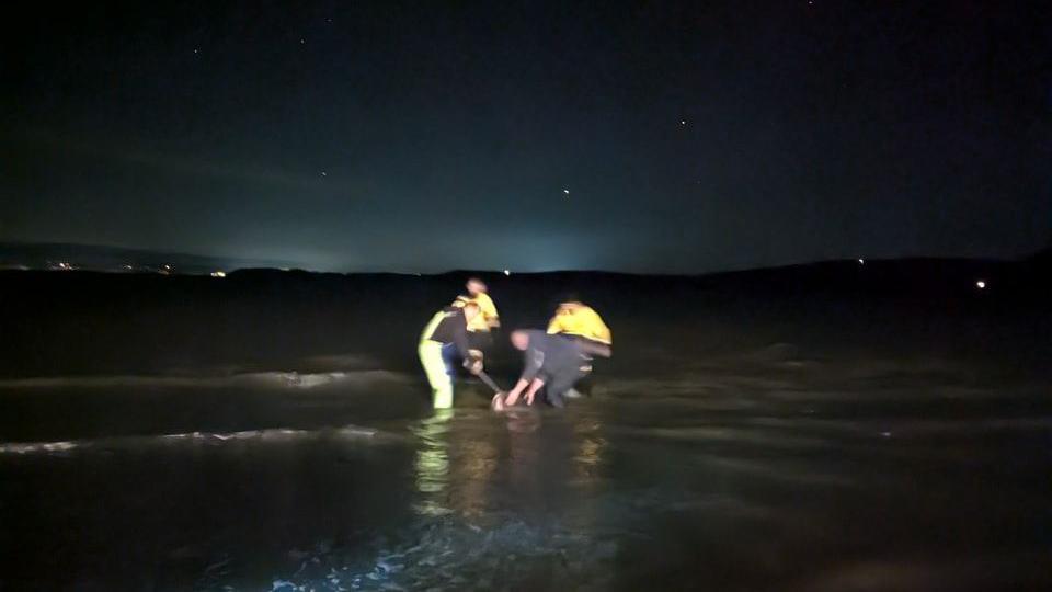 People helping a shark back into the water. The volunteers are wearing hi-vis and all holding the animal.