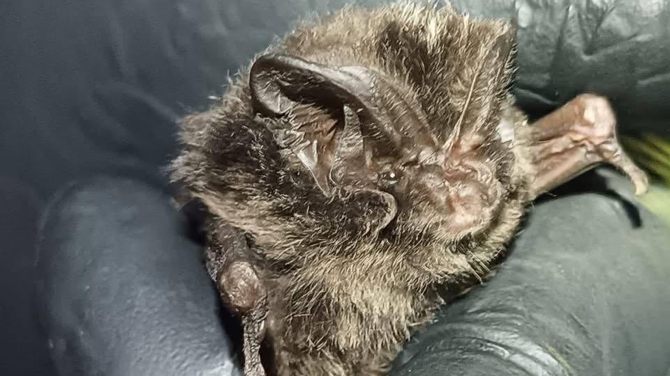 A small brown barbastelle bat with distinctive broad ears is being held by someone wearing black gloves during a scientific survey in Jersey.