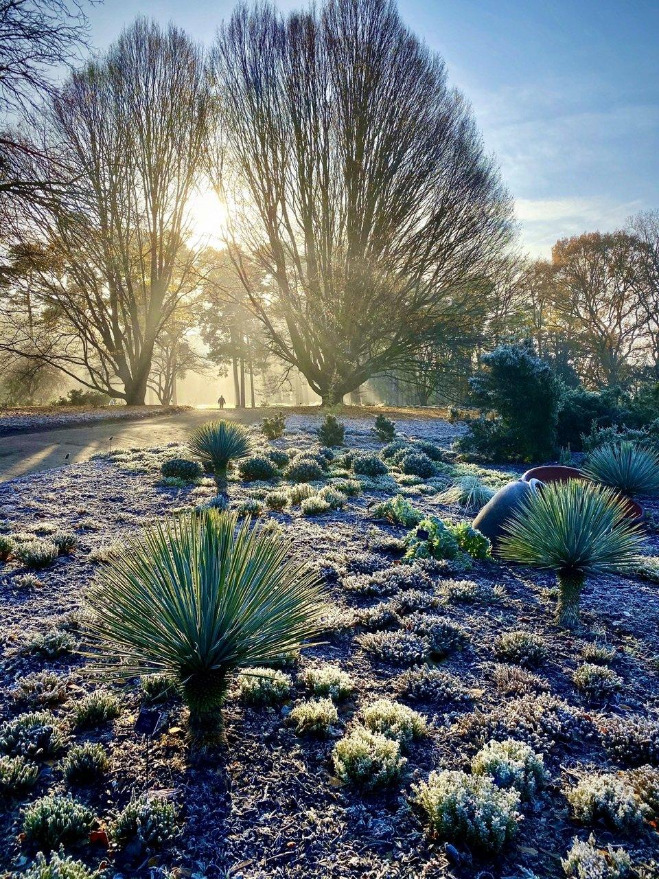 garden-in-winter.