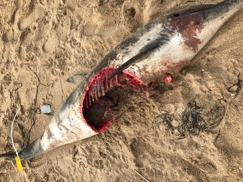 Dead dolphin