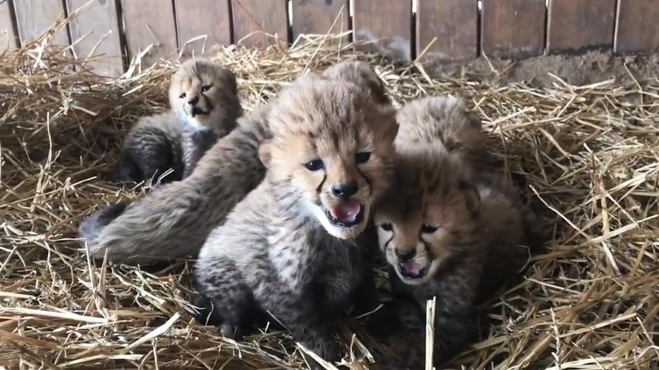 Cheetah cubs cuddling up together