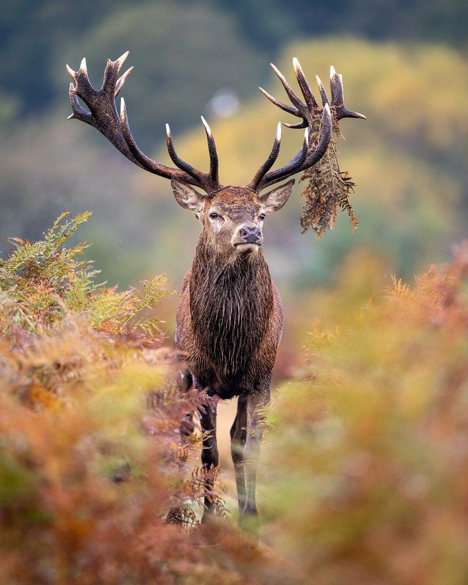 stag.