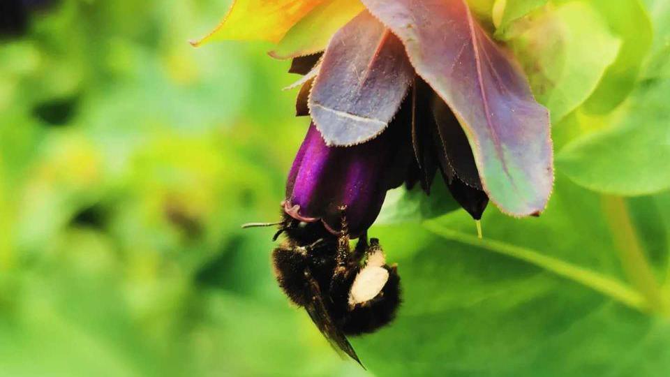 A bee hanging onto a flower 