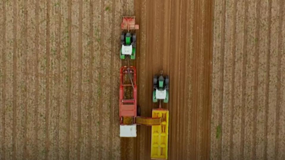 Two green tractors pulling red and yellow machines seen from above. They are next to each other driving up a field harvesting potatoes. 