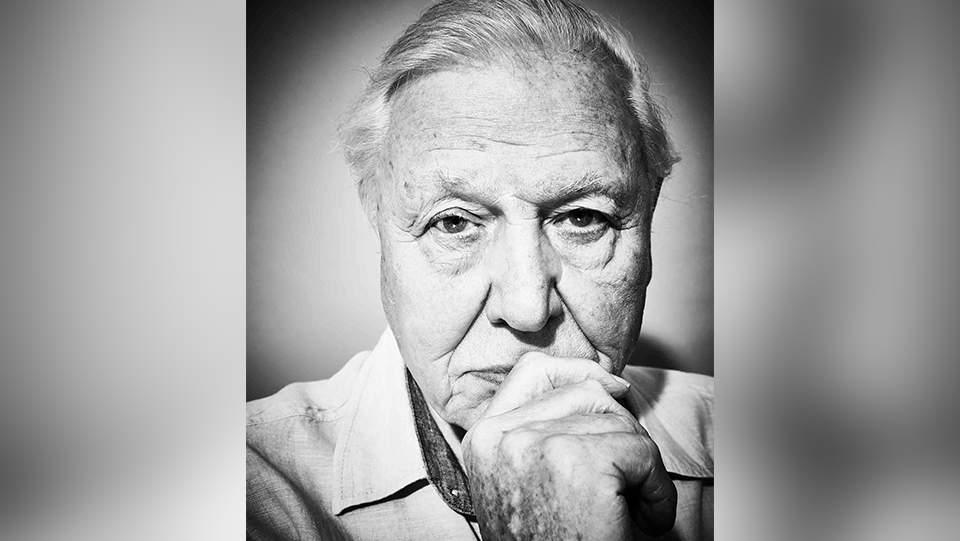 Sir David Attenborough is facing the camera in a black and white shot. He has a grim look in his mouth and eyes and is holding a freckled close fisted hand with his index finger held across one side of his mouth. He has white cropped hair and a wide-collared shirt
