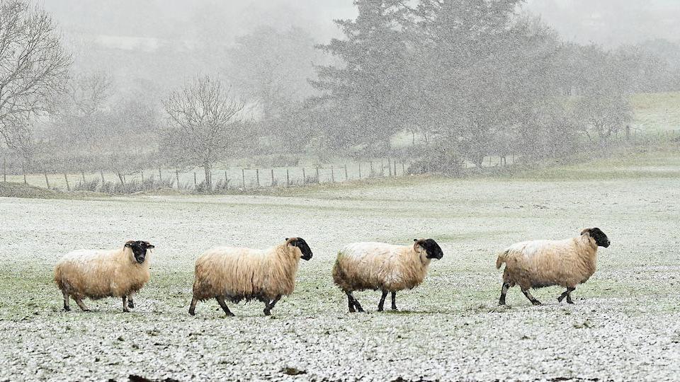 Four sheep in a field. There is snow/ice on the grass. Trees and hills are visible behind the sheep.