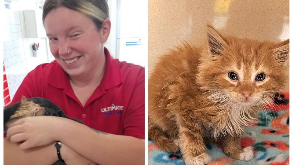a car wash employee cuddles and dries a ginger kitten.