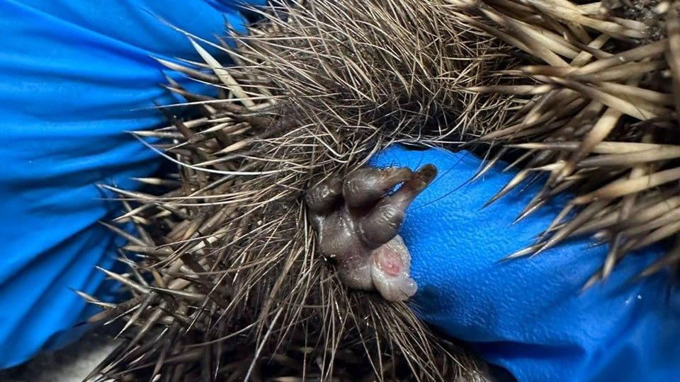A close-up picture of a hedgehog's swollen foot.