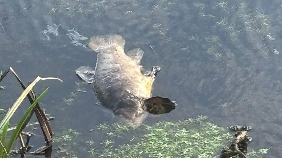 A dead fish floats in a river. 