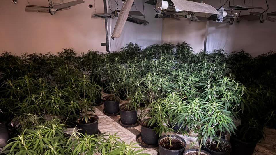 A room is full of cannabis plants in plastic pots. There are lights and heaters above the plants