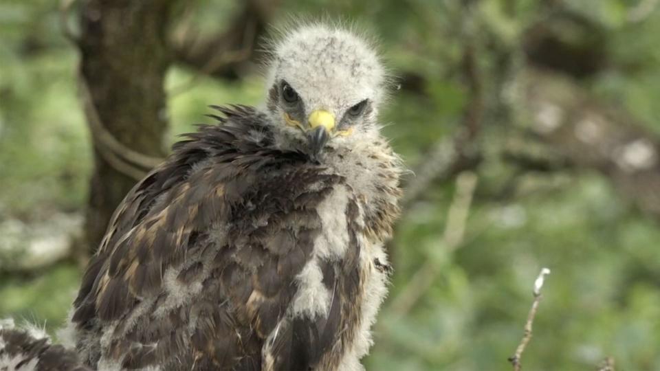 A fluffy buzzard looks towards the camera while sitting in a nest.