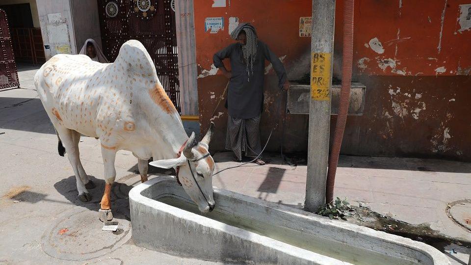 Ox-drinks-water-outside-a-temple-in-New-Delhi.