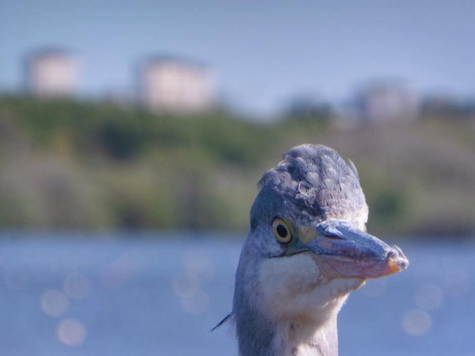 Close up of a heron bird