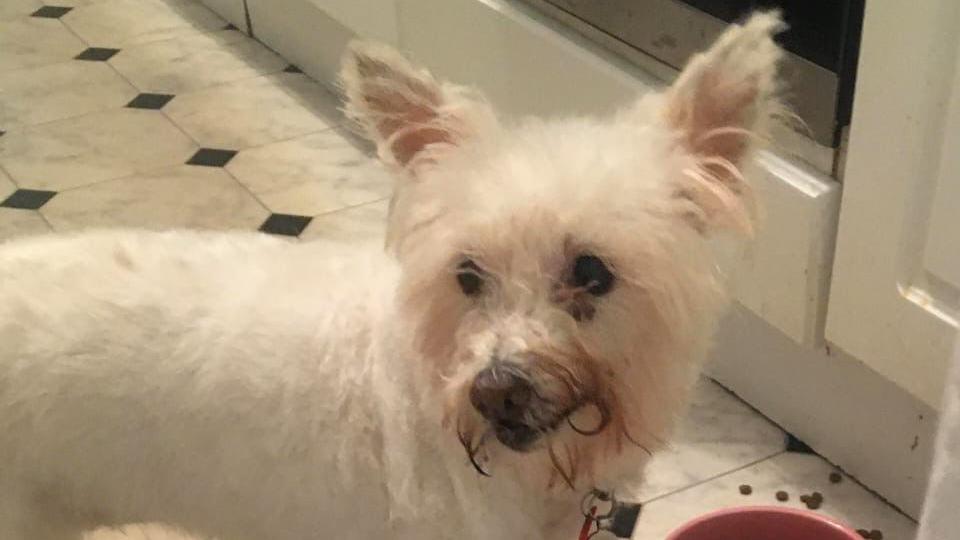 White, fluffy dog