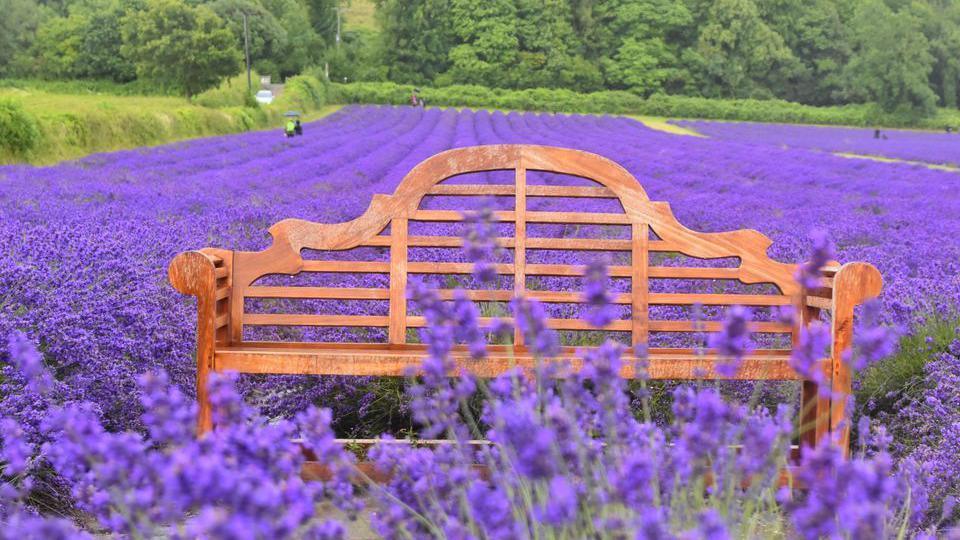 A bench in a bright purple lavender field 