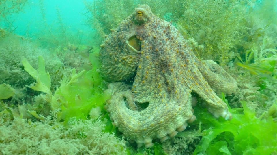 An octopus lying on the sea floor with its head turned. The visible eye is orange and the black pupil is horizontal. A tentacle is curled around the front of it and the suckers are clear. It is a pale grey with orange and brown flecks. The water is pale green and the octopus is surrounded by bright green seaweed and lighter seaweed which is pale brown flecked with orange. 