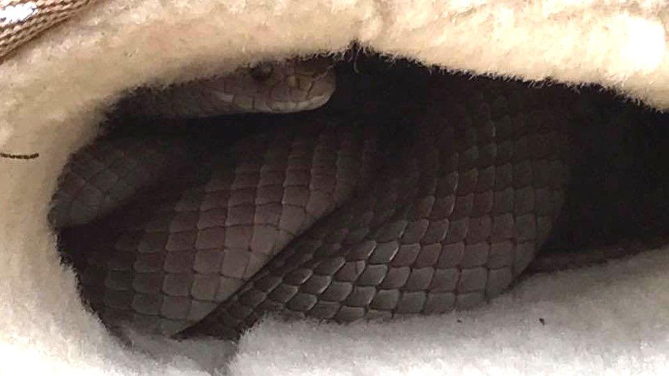 An eastern brown snake snuggled inside an Australian woman's Ugg boot