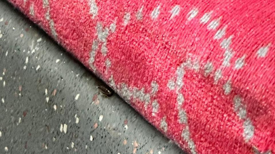 A cockroach rests between the grey plastic of a bus and the red material of the seat