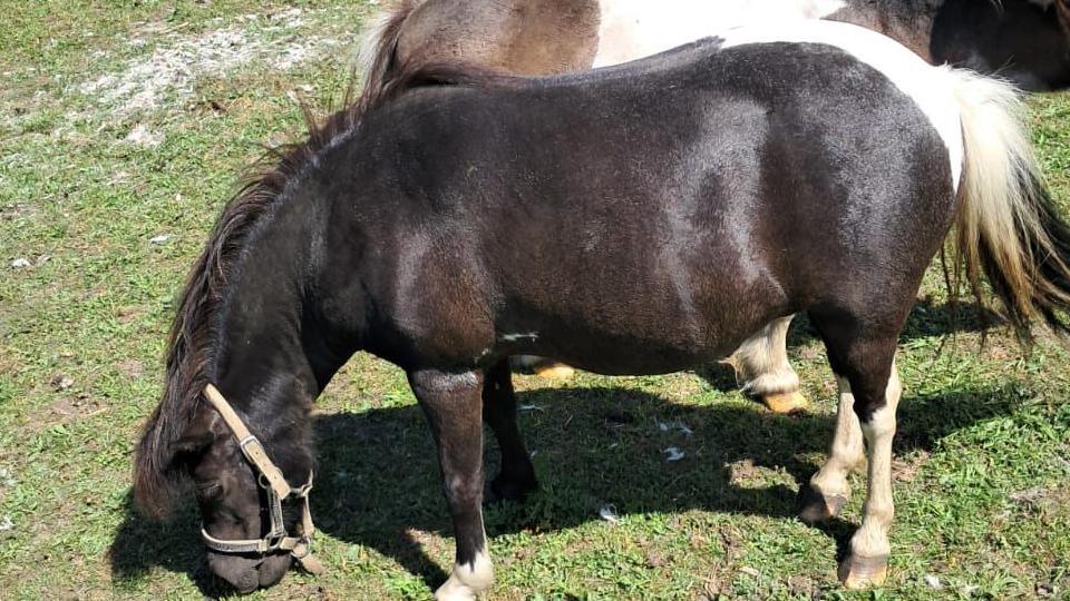 Pony bends down to eat grass in paddock