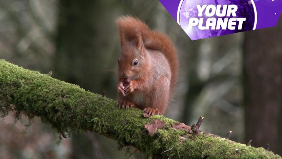 a red squirrel