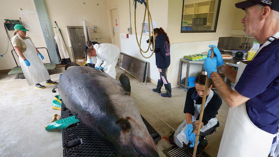 spade-tooth whale on bench ready for study