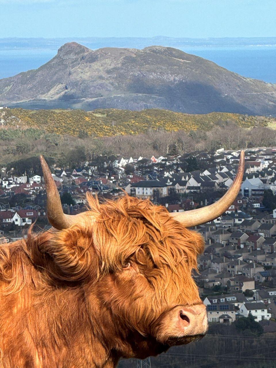 Highland Cow