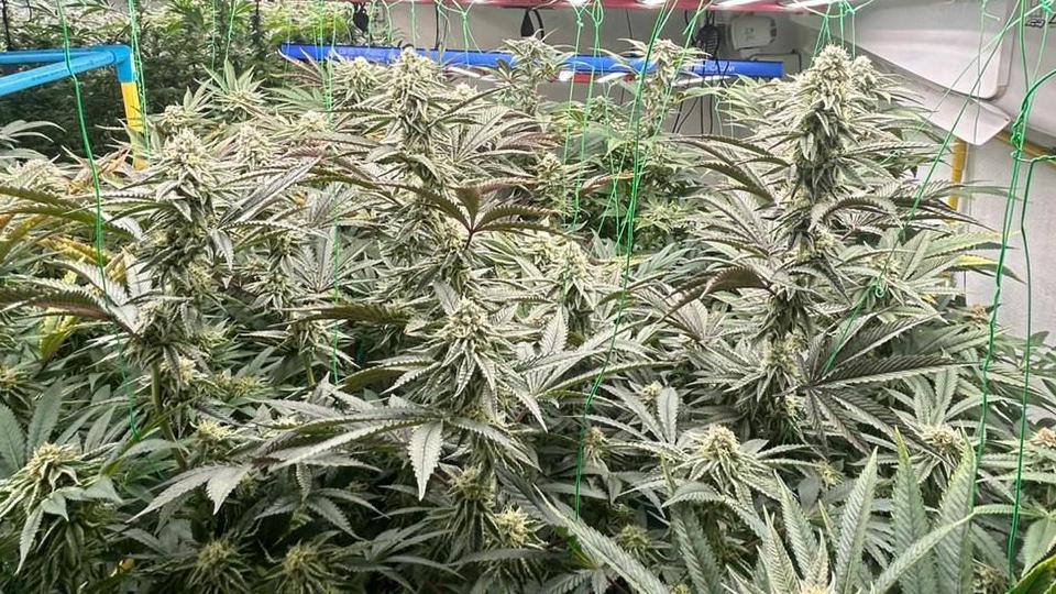 A large number of cannabis plants growing in a room with a lighting rig and wiring.