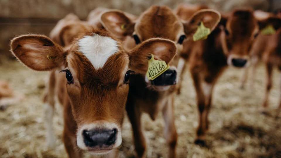 Three Jersey calves look at the camera as they stand on straw. The one at the front is in the most focus and has a white flash on its forehead and white fur around its black nose. It has a yellow tag in its ear with the number 402166 printed on it.