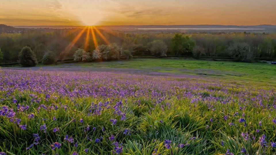 A slope covered in bluebells overlooks a valley as the sun sets on it.