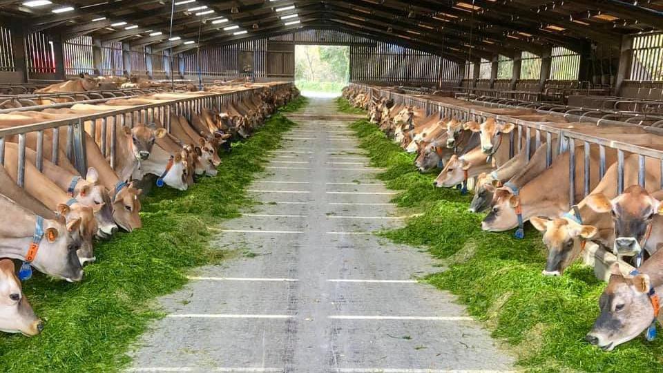 Tom Perchard's barn is lined left and right with mature Jersey cows in metal stalls. They are all eating bright green grass and they each wear collars.