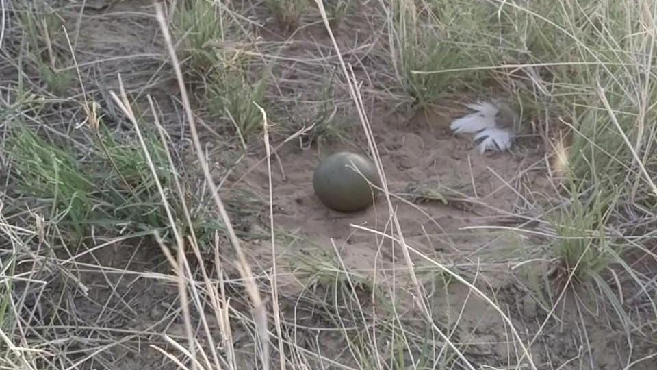 A great Indian bustard egg lies on the ground in the wild