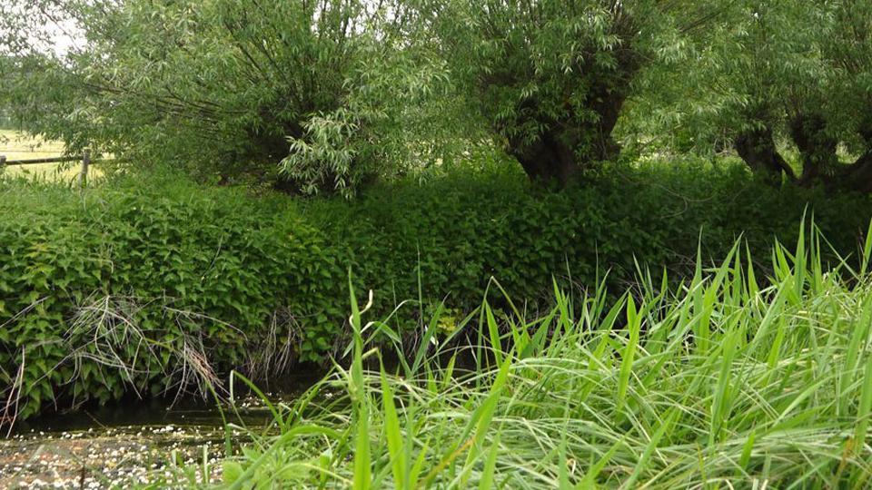 Reedbeds at Lemsford Springs Nature Reserve