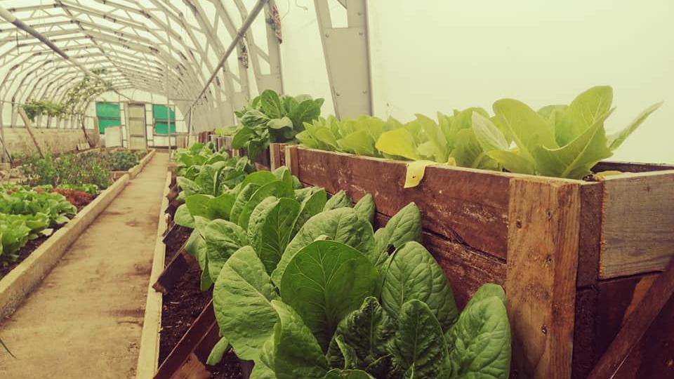 lettuce and cabbage in a polytunnel