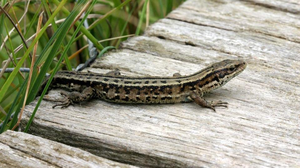 A common lizard with brown, black and light green patterning, sitting on a plank of wood, next to green buds of grass