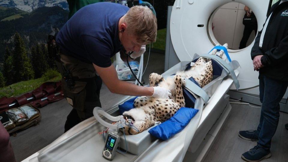 A cheetah with a breathing tube, lying on its back in a white CT scanner.