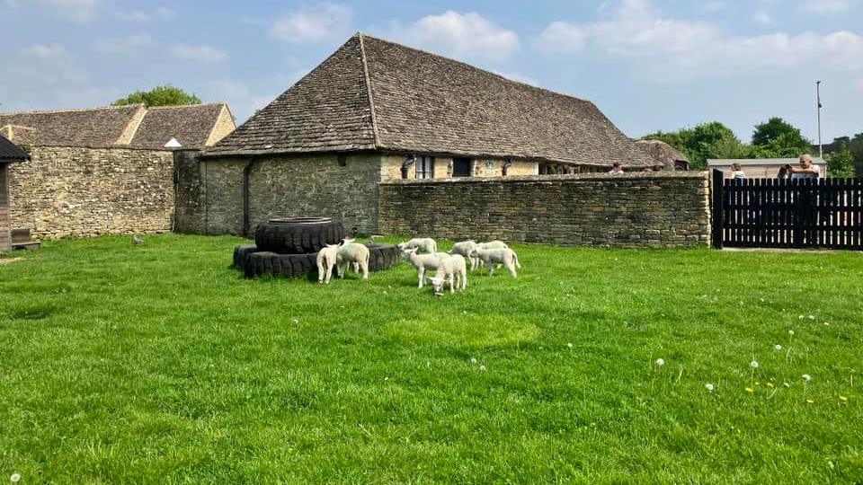 A view of Cogges Manor Farm. There are a few white sheep grazing in front, next to a few tyres. A man is taking a picture of them from behind a fence. It's a cloudy day.