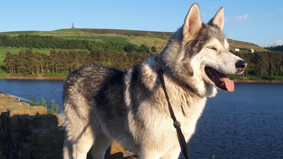 An image of a dog named Koda, he is a Northern Inuit breed. Koda is on a lead and is standing on a wall in front of a large body of water in the background. Beyond the water is a green tree-lined hillside.