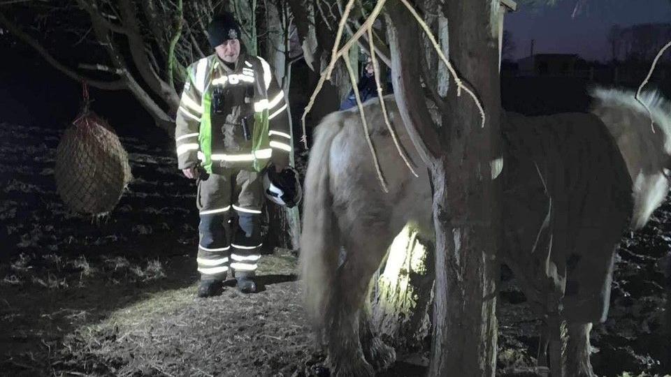 Millie the horse stuck between two trees 