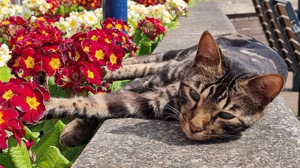 Tilly the cat from Gosport