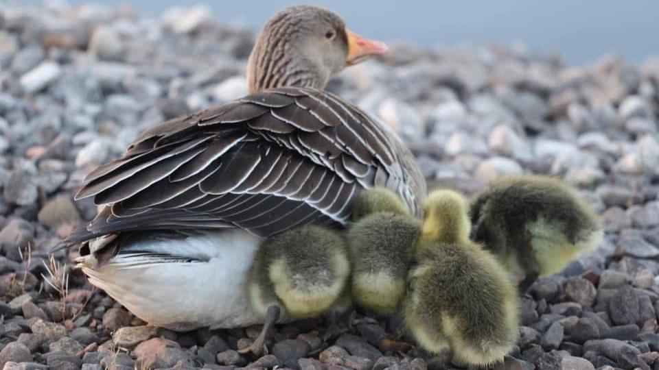 A mother goose sits on a rocky shoreline, with her fluffy, yellow goslings nestled closely behind her for warmth and protection.