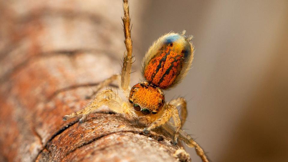 This spider has yellowish legs with an amber head and abomen, which again is raised for display