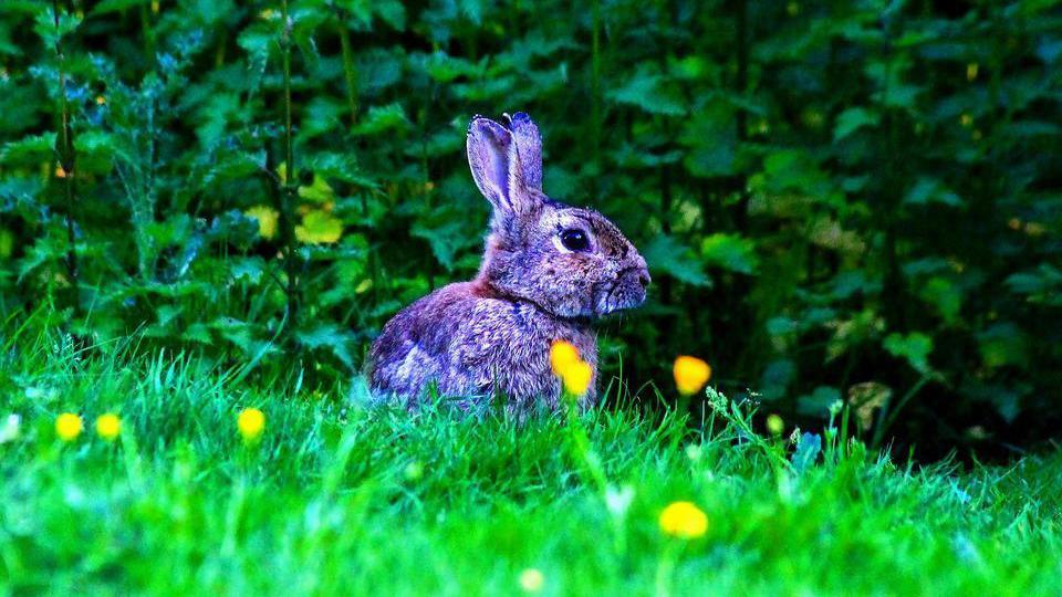 A rabbit in a field 