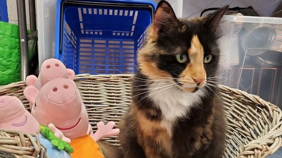 The cat is sitting in a basket next to three Peppa Pig toys. 