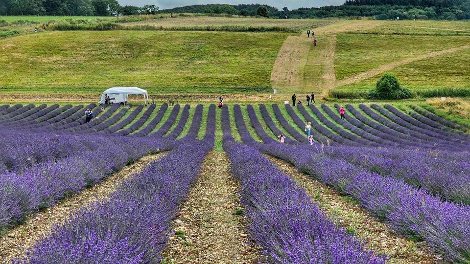 Lavender growing in stripes in a field with a tent in the background, and people working in the field