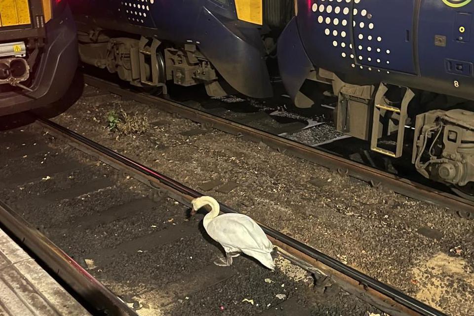A white swan on a train track