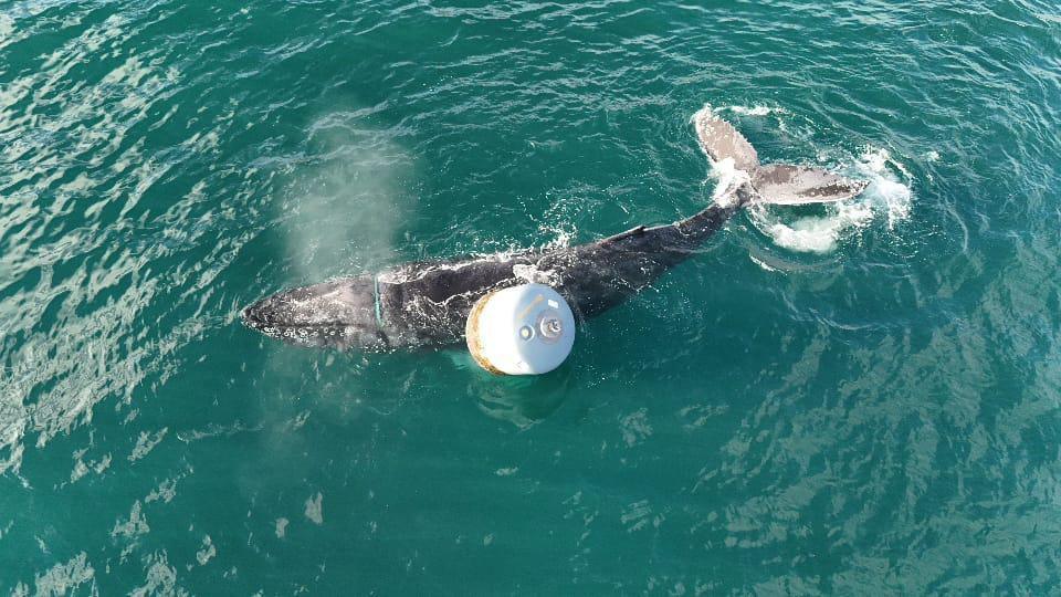 humpback whale stuck in rope in ocean near white buoy