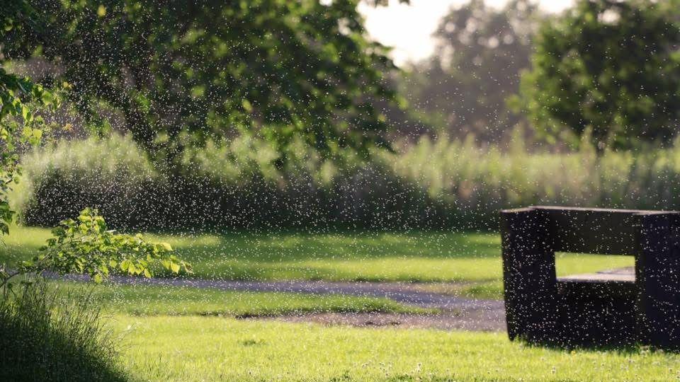 Green grass and hedges encompassed by thousands of little dots, which are midges.
