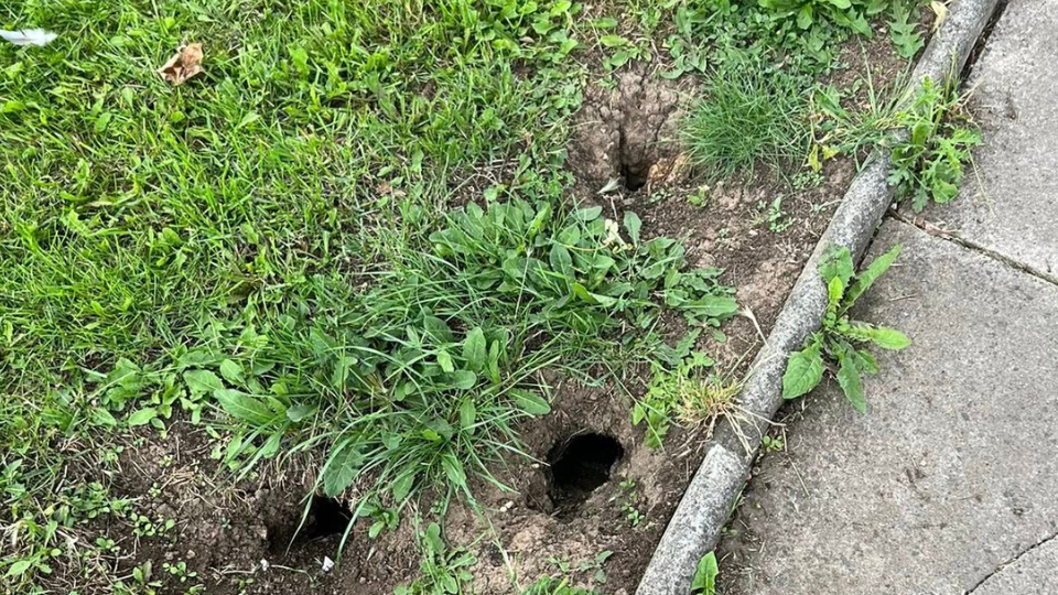 Holes caused by rats in the grass, with a pavement to the right.